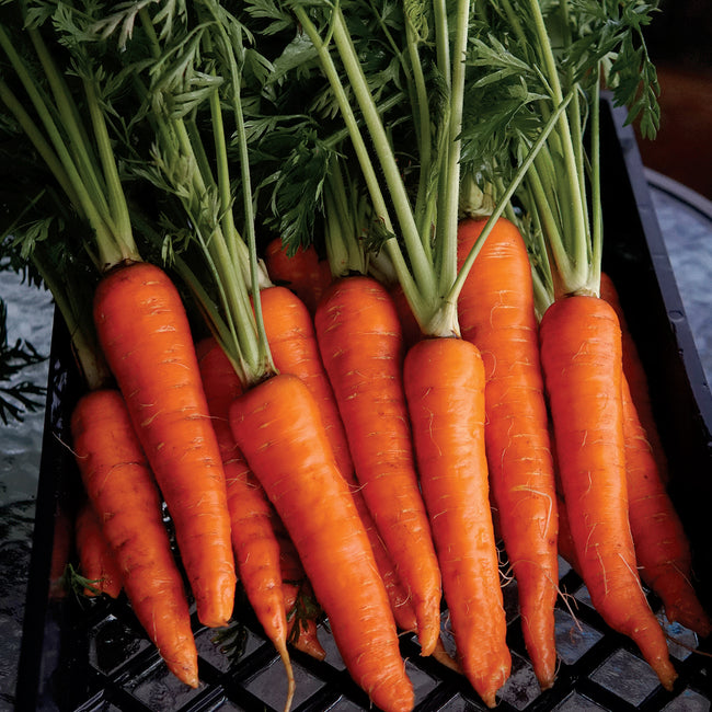 Close-up of Rodelika carrots showcasing smooth, tapered bright orange roots with leafy green tops on a black crate