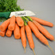 Bunch of Yaya Nantes carrots showing bright orange cylindrical roots with green tops on a light background