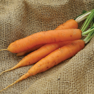 Three Yaya carrots showing bright orange, cylindrical Nantes roots and green tops on burlap background