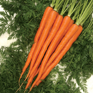 Top-down view of Sugarsnax 54 carrots showcasing long slender bright-orange roots with green tops on a leafy background