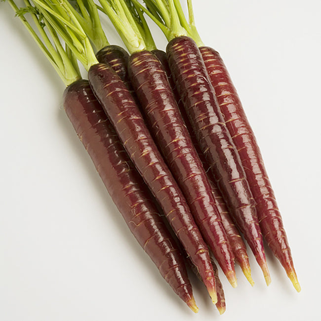 Angled top view of five Purplesnax carrots showing deep purple, glossy tapered roots with green tops on a white background
