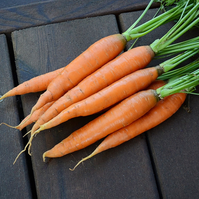 Three-quarter view of a bunch of Romance Nantes carrots showing bright orange tapered roots and green tops on a dark wooden surface