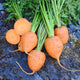 Close-up of Rondo carrots showing egg-shaped 2-inch roots and leafy green tops on dark soil