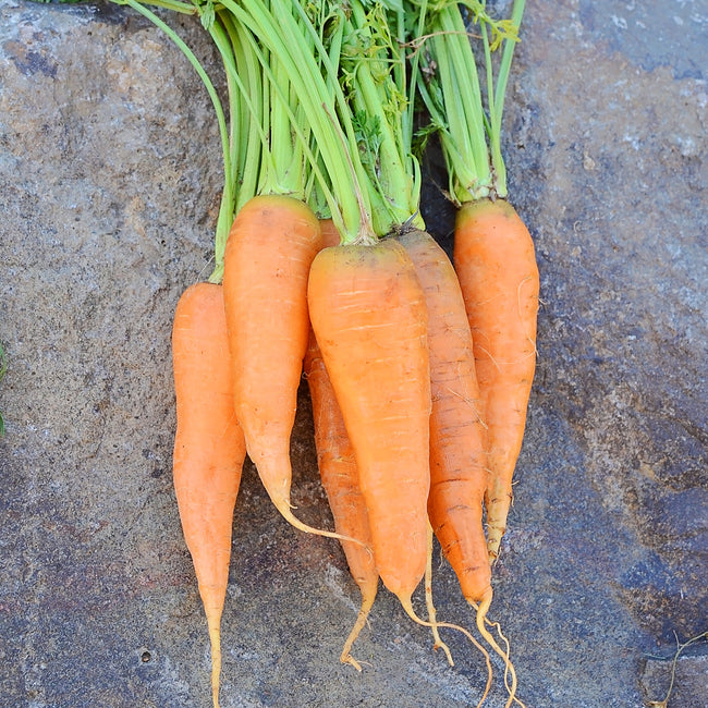 Top-down view of Royal Chantenay carrots showing short, stout orange roots with green tops on a stone background