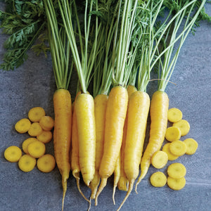 Front view of a bunch of Yellowstone carrots showcasing lemon-yellow tapered roots and green tops on white background