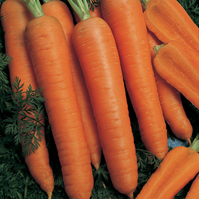 Close-up of Napoli carrots showing smooth bright orange cylindrical roots with green tops