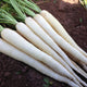Close-up of Snow Man carrots showcasing smooth, pure white tapered roots about 7 to 10 inches long with green tops on soil