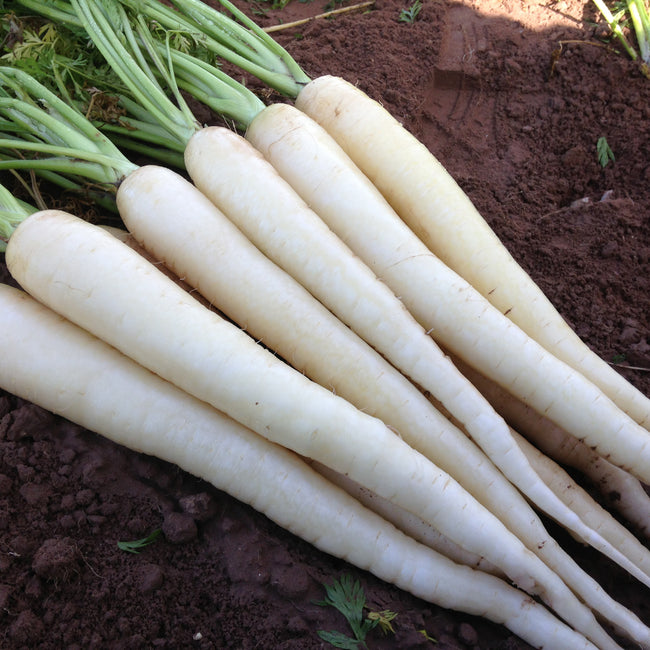 Close-up of Snow Man carrots showcasing smooth, pure white tapered roots about 7 to 10 inches long with green tops on soil