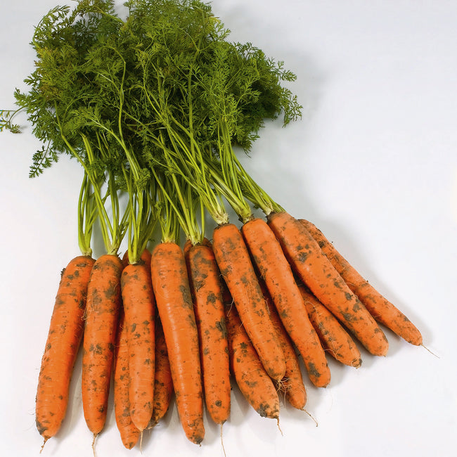 Top view of Negovia Nantes carrots showing orange roots with soil and leafy green tops on white background