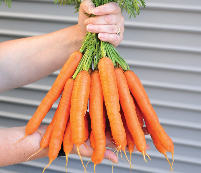 Hand holding bunch of Speedo carrot roots showing smooth, blunt-tipped Nantes roots and green tops