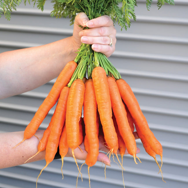 Hand holding bunch of Speedo carrot roots showing smooth, blunt-tipped Nantes roots and green tops
