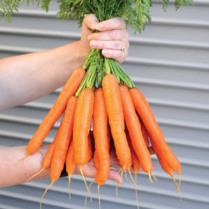 Hand holding bunch of Speedo carrot roots showing smooth, blunt-tipped Nantes roots and green tops