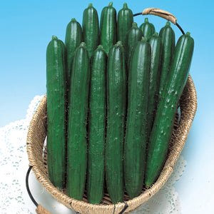 Top view of Summer Dance cucumbers in a wicker basket showcasing long, glossy dark-green slicer fruit on a light blue background