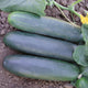 Top-down view of three Marketmore 97 slicing cucumbers showing straight dark green fruits with vine leaves and a yellow flower on soil