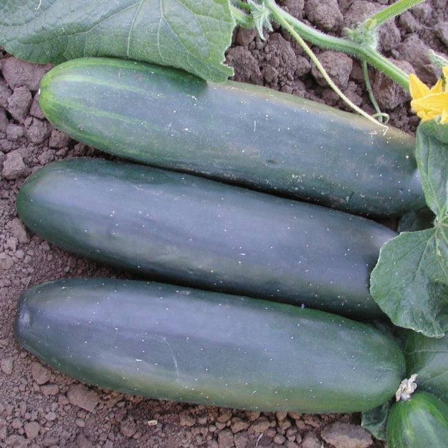 Top-down view of three Marketmore 97 slicing cucumbers showing straight dark green fruits with vine leaves and a yellow flower on soil