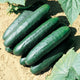 Close-up of Raider cucumber fruits on plant showcasing glossy, deep emerald-green cylindrical slicer cucumbers on leafy background