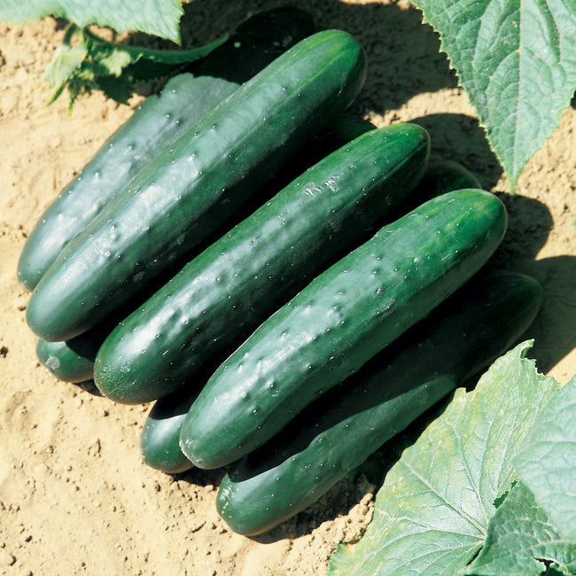 Close-up of Raider cucumber fruits on plant showcasing glossy, deep emerald-green cylindrical slicer cucumbers on leafy background