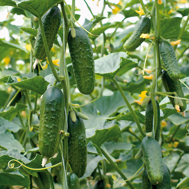 Close-up of Excelsior cucumber vines showcasing short, bumpy, emerald-green cucumbers hanging among leaves and yellow flowers