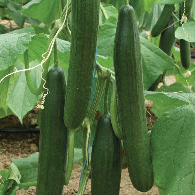 Close-up of Bella cucumber fruits on the vine showcasing long, slender dark-green slicer cucumbers with leaves and soil background