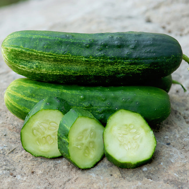 Front view of Wautoma cucumber showing dark green bumpy skin and three crosswise slices on a stone background