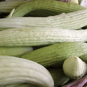 Close-up of Armenian cucumbers showcasing pale green, slightly ribbed, elongated fruits in a basket