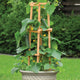 Front view of Patio Snacker cucumber plant in a pot showing dark green cucumbers and yellow flowers on a wooden trellis