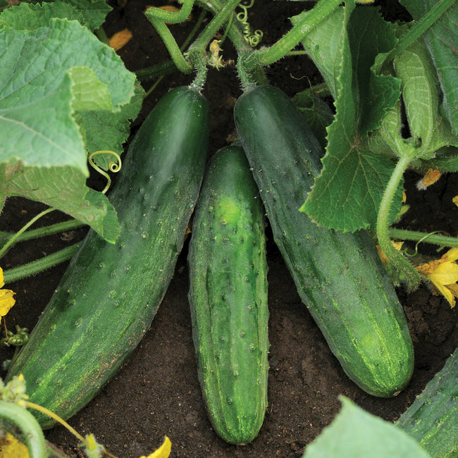 Close-up of Patio Snacker cucumber fruits on the vine showing dark green skin and compact container friendly growth