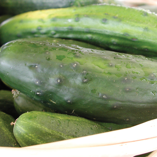 Close-up of Homemade Pickles cucumber showing medium-green bumpy skin and small white spines on a white background