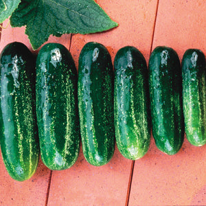 Close up of Homemade Pickles cucumber showing medium green pickling fruits with small white spines on orange background