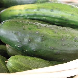 Close-up of Homemade Pickles cucumber showing medium-green bumpy skin and small white spines on a white background
