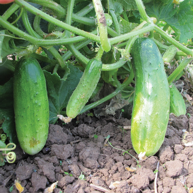 Close-up of Double Yield cucumber plant showing several 4 to 6 inch lime green pickling cucumbers on the vine above soil