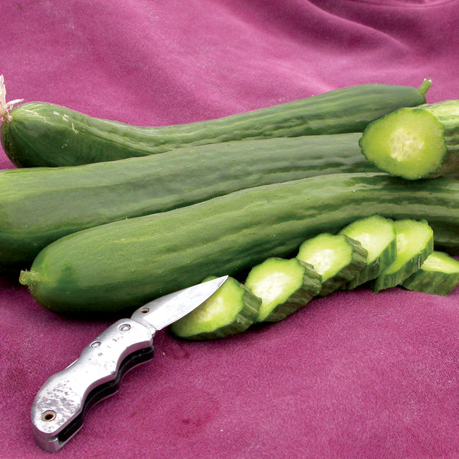 Front view of Telegraph Improved cucumbers, two whole and one sliced to show pale interior on magenta cloth background