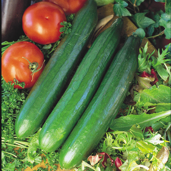 Close-up of three Telegraph Improved cucumbers showing long smooth dark-green fruits with tomatoes and mixed salad greens
