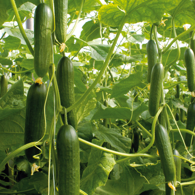 Close up of Socrates cucumber vines showing slender 7 inch dark green Beit Alpha cucumbers among greenhouse foliage