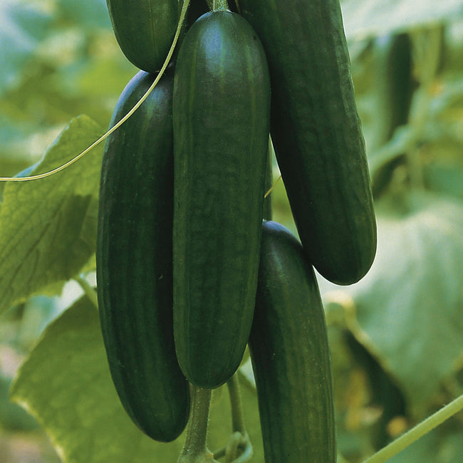 Close-up of Picolino cucumber cluster on vine showcasing smooth dark green mini cucumbers with leafy background