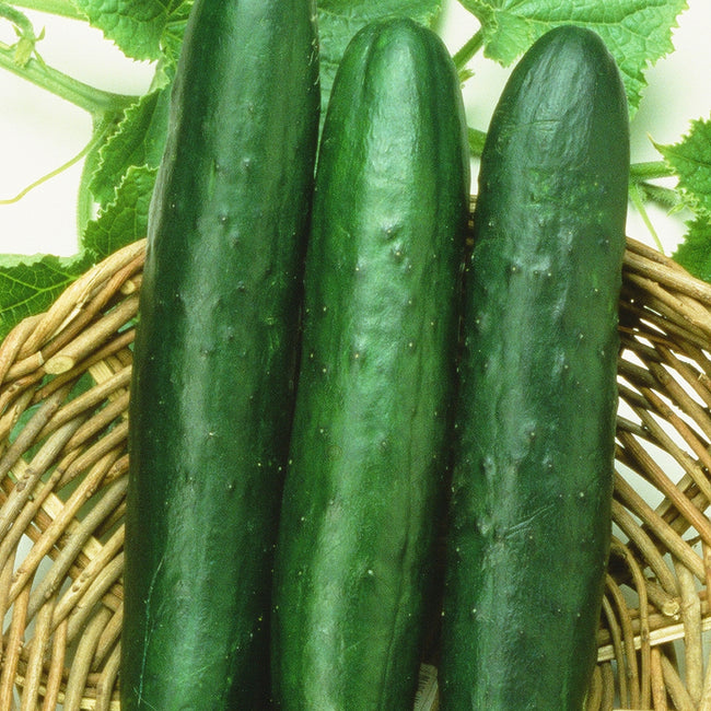 Close-up of three Sweet‑Slice cucumbers showing glossy dark green skin and long slicer shape in a wicker basket