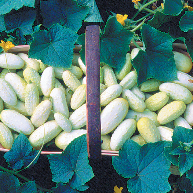 MINIATURE WHITE-CUCUMBER