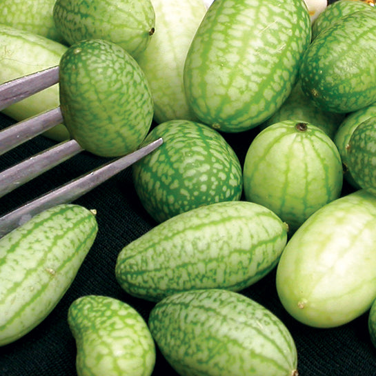 Close-up of Mexican sour gherkin cucamelons showing small oval fruits with mottled green, watermelon-like skin on a dark background