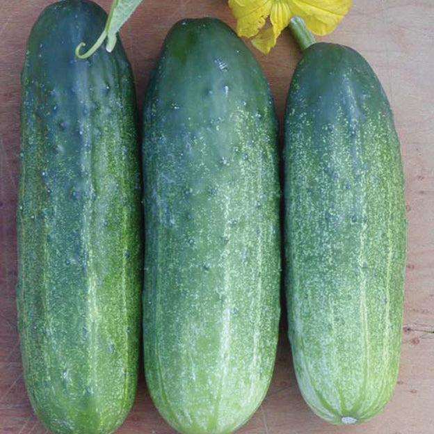 MCPICK-CUCUMBER
