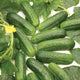 Close-up of Diamant pickling cucumbers showing uniform small spiny fruits with dark green skins on white background