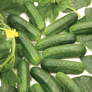 Close-up of Diamant pickling cucumbers showing uniform small spiny fruits with dark green skins on white background