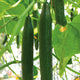 Front view of Poniente cucumber on the vine showcasing long glossy dark green ribbed fruit with leaves in background