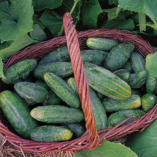 BUSHY CUCUMBER