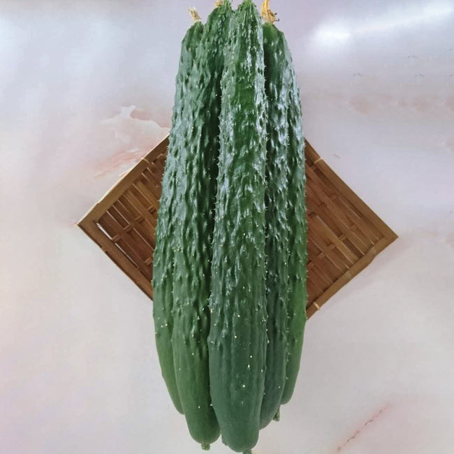 Front view of Dragon Suhyo Cross cucumber showing slender ribbed dark green fruit with slightly spiny skin on white background