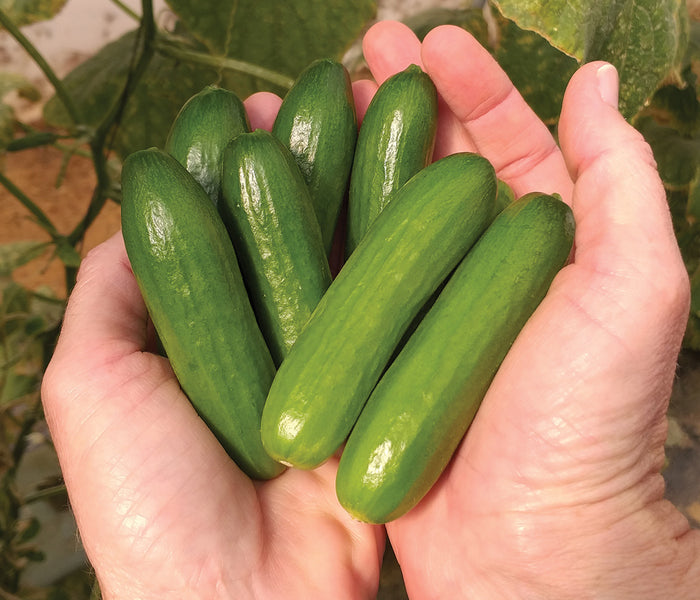 Hands holding six Mini-Me baby cucumbers showing small snacking size and smooth thin skin against vine background