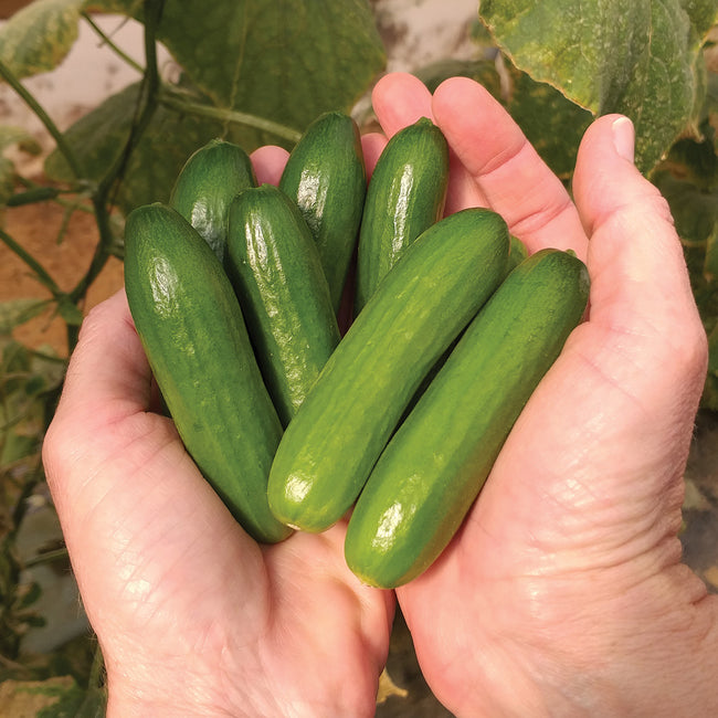 Hands holding six Mini-Me baby cucumbers showing small snacking size and smooth thin skin against vine background