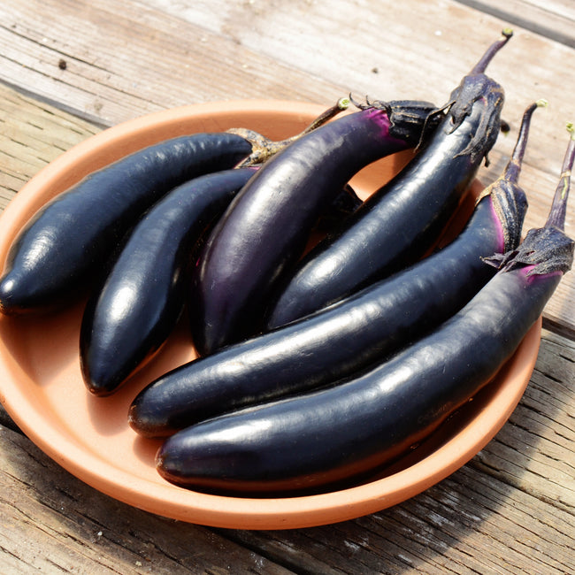 Front view of Millionaire eggplant showcasing deep purple, slender 8-inch fruit in a wooden bowl on a light background