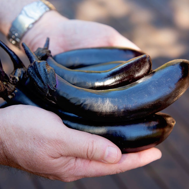 Three glossy, slender Millionaire eggplants held in hands showing deep purple color against a blurred outdoor background