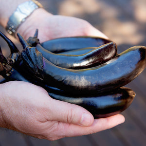 Three glossy, slender Millionaire eggplants held in hands showing deep purple color against a blurred outdoor background