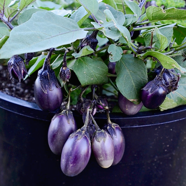 Close-up of Patio Baby eggplant showcasing clusters of small glossy purple egg-shaped fruit on a black container